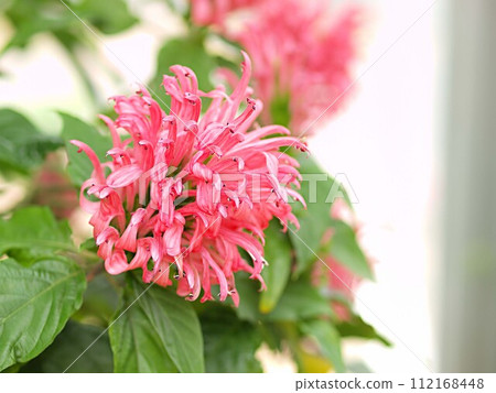 Bergamot flowers and copy space Bergamot flowers and copy space 112168448