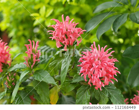 Bergamot flowers and copy space 112168449