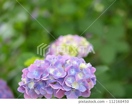Hydrangea flowers and copy space Hydrangea flowers and copy space 112168450