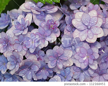 繡球花與複製空間 112168451