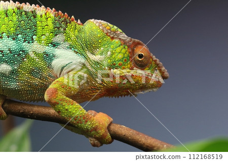 Close-up of chameleon's profile Close-up of chameleon's profile 112168519