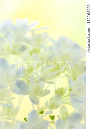 繡球花萬花筒開始綻放,從此呈現藍色 繡球花萬花筒開始綻放,從此呈現藍色 112168903