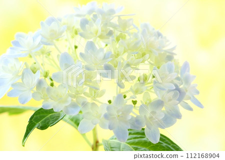 繡球花萬花筒開始綻放，從此呈現藍色 112168904