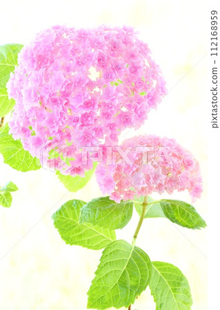 粉紅色繡球花，密集的細雙花，明亮的背景 112168959