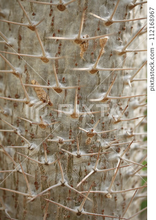 Bark of Asiatic World 112168967