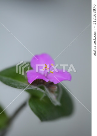 紫露草花 紫露草花 112168970