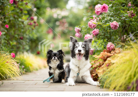 邊境牧羊犬和吉娃娃在玫瑰走道上合影 邊境牧羊犬和吉娃娃在玫瑰走道上合影 112169177