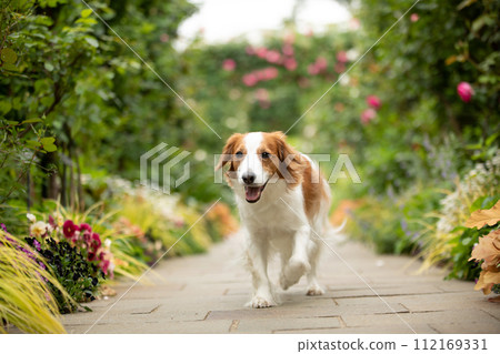A medium-sized dog named Coykerhondier walks through an arch of roses. A medium-sized dog named Coykerhondier walks through an arch of roses. 112169331