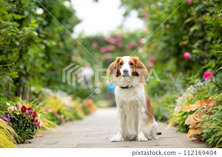 A medium-sized dog, Koikerkhondier, sits and poses in an arch of roses. A medium-sized dog, Koikerkhondier, sits and poses in an arch of roses. 112169404