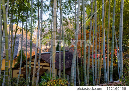 都築民花園的秋景 112169466