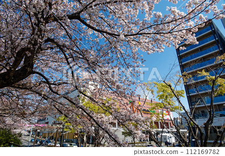 Sakura in front of Kohoku New Town Center Kita Station Sakura in front of Kohoku New Town Center Kita Station 112169782