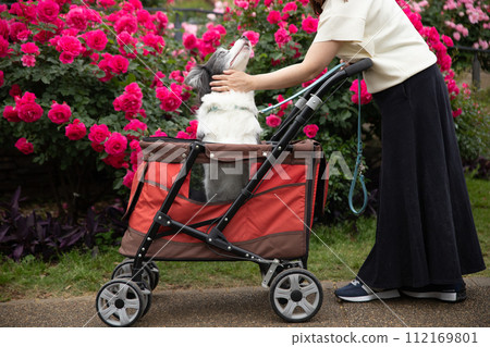 A senior dog border collie walking in a cart 112169801
