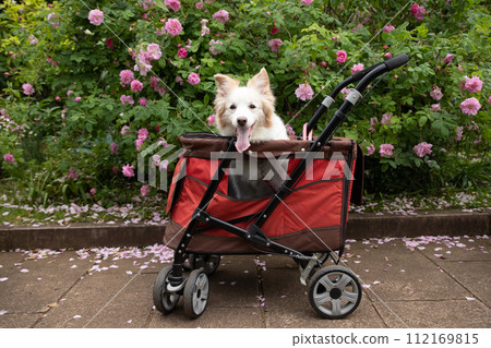 A senior dog border collie walking in a cart 112169815