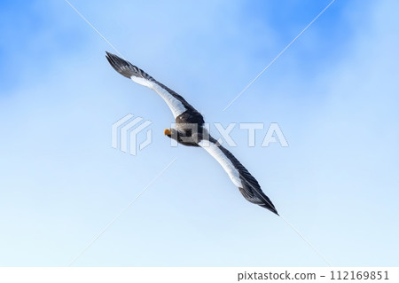 Steller's sea eagle circling in the sky in search of prey Steller's sea eagle circling in the sky in search of prey 112169851