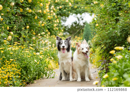 A couple dog border collie posing happily in front of a rose A couple dog border collie posing happily in front of a rose 112169868