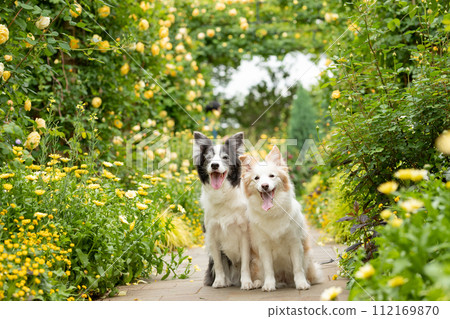 一對邊境牧羊犬在玫瑰前快樂地擺姿勢 一對邊境牧羊犬在玫瑰前快樂地擺姿勢 112169870