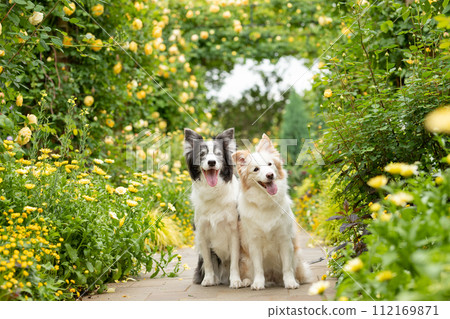 一對邊境牧羊犬在玫瑰前快樂地擺姿勢 一對邊境牧羊犬在玫瑰前快樂地擺姿勢 112169871