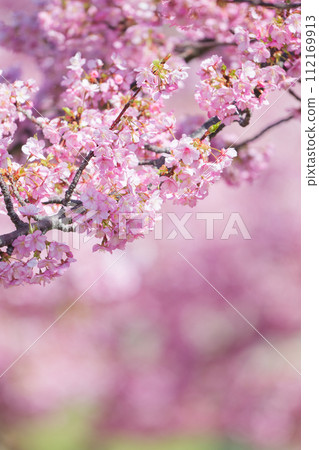 河津櫻花盛開 112169913