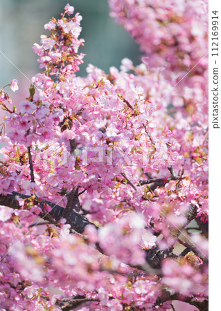 Kawazu cherry blossoms in full bloom 112169914