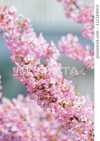 Kawazu cherry blossoms in full bloom 112169915