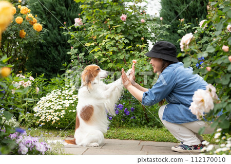 一隻中型狗 Koikerkhondier 正在與主人擊掌。 112170010