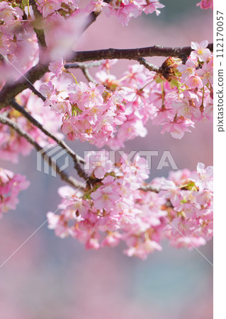 Kawazu cherry blossoms in full bloom 112170057