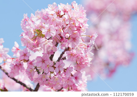 Kawazu cherry blossoms in full bloom 112170059