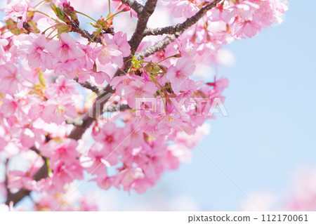 Kawazu cherry blossoms in full bloom 112170061