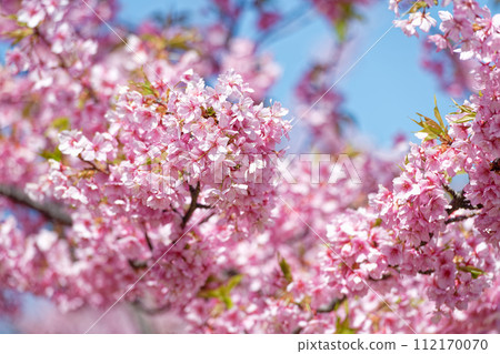 河津櫻花盛開 河津櫻花盛開 112170070