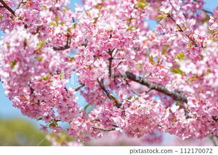 河津櫻花盛開 河津櫻花盛開 112170072