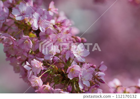 Kawazu cherry blossoms in full bloom 112170132