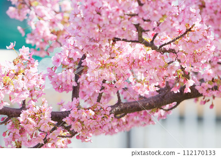 Kawazu cherry blossoms in full bloom 112170133