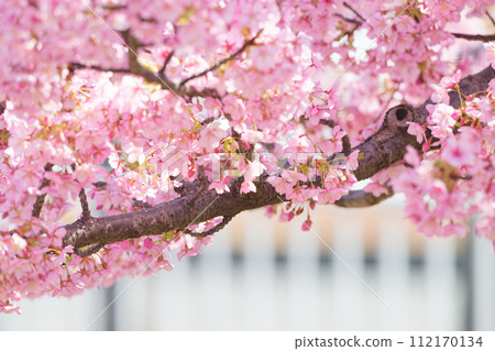 河津櫻花盛開 112170134