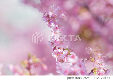 河津櫻花盛開 112170155