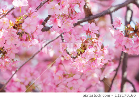 河津櫻花盛開 河津櫻花盛開 112170160