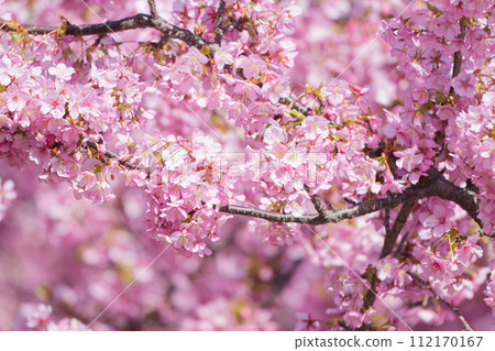 Kawazu cherry blossoms in full bloom 112170167