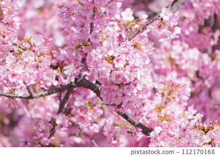 Kawazu cherry blossoms in full bloom 112170168