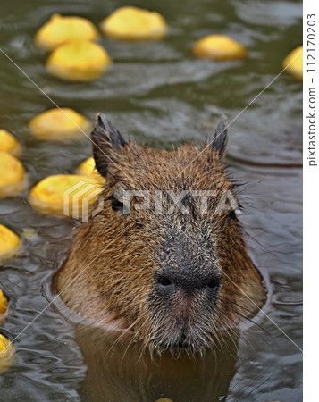 Capybara's open-air bath 112170203