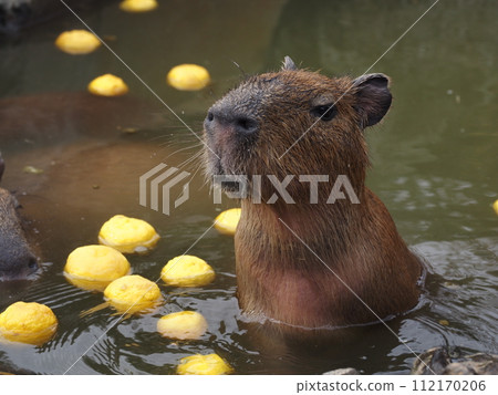 Capybara's open-air bath Capybara's open-air bath 112170206