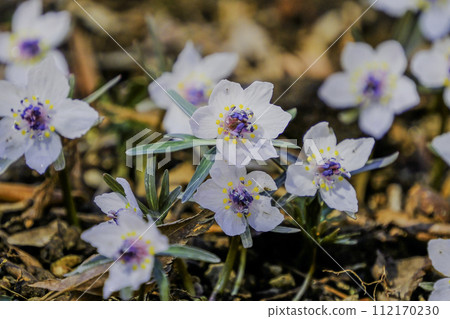 early spring setsubun grass 112170230