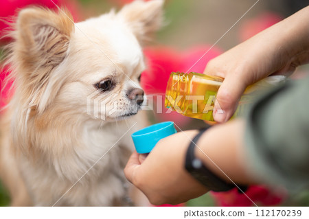 Chihuahua small dog hydrating Chihuahua small dog hydrating 112170239