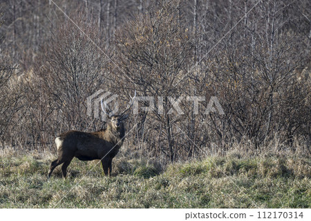 A male deer I met in the grassland A male deer I met in the grassland 112170314
