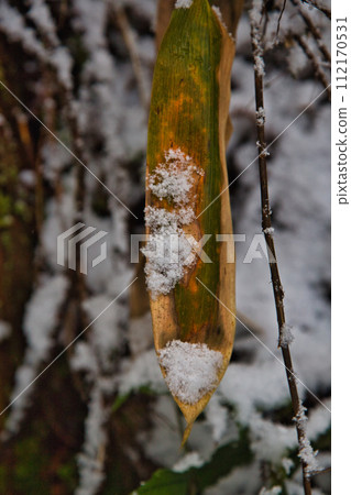 朝倉一條瀑布被雪覆蓋 朝倉一條瀑布被雪覆蓋 112170531