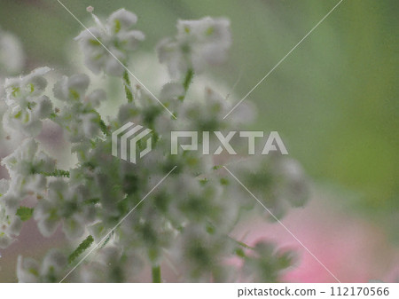 Weed series_Poisonous caterpillar_Transfer of white lace flower to honeycomb pixel 112170566