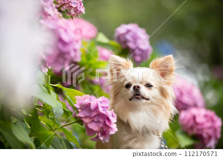 A small dog Chihuahua posing with hydrangeas during the rainy season A small dog Chihuahua posing with hydrangeas during the rainy season 112170571