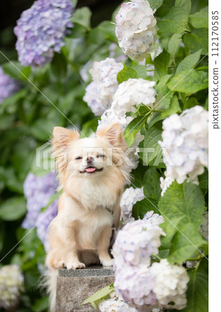 A small dog Chihuahua posing with hydrangeas during the rainy season 112170585