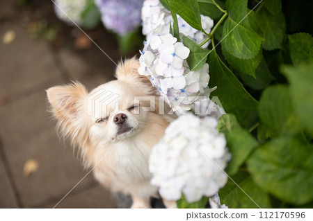 A small dog Chihuahua posing with hydrangeas during the rainy season 112170596
