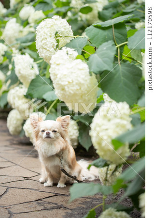 雨季期間，一隻小狗吉娃娃與繡球花合影 112170598