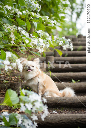 A small dog Chihuahua posing with hydrangeas during the rainy season 112170600