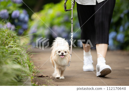 Owner and small dog Chihuahua walking along Hydrangea Street during the rainy season Owner and small dog Chihuahua walking along Hydrangea Street during the rainy season 112170648
